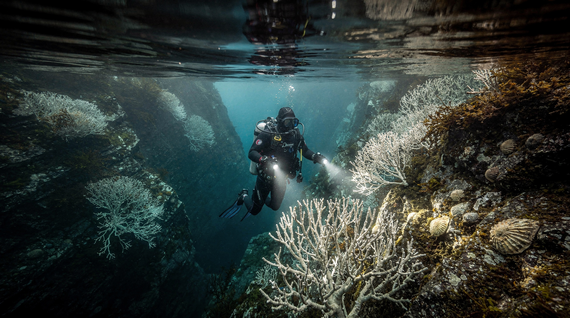 Mergulho em Fiordland — coral negro e maravilhas de águas frias