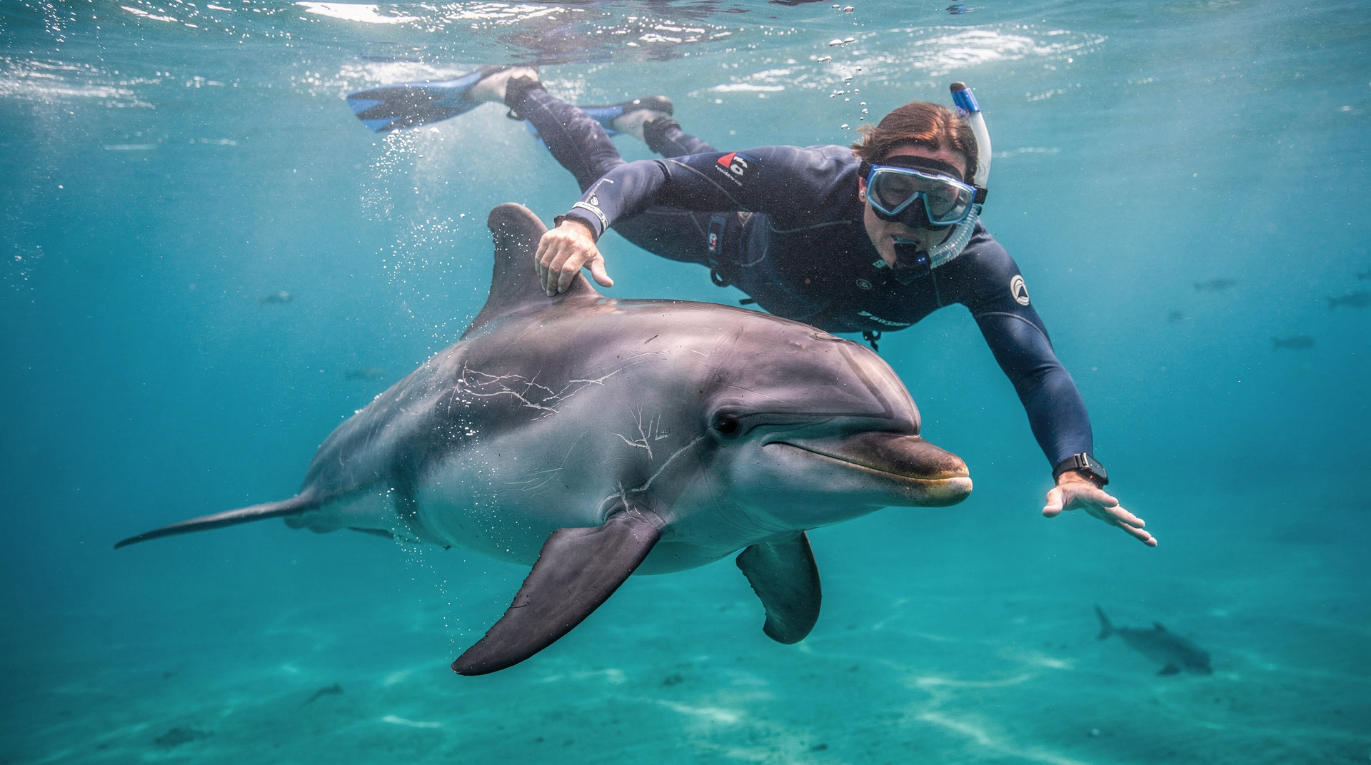 Nadar com golfinhos na Bay of Islands