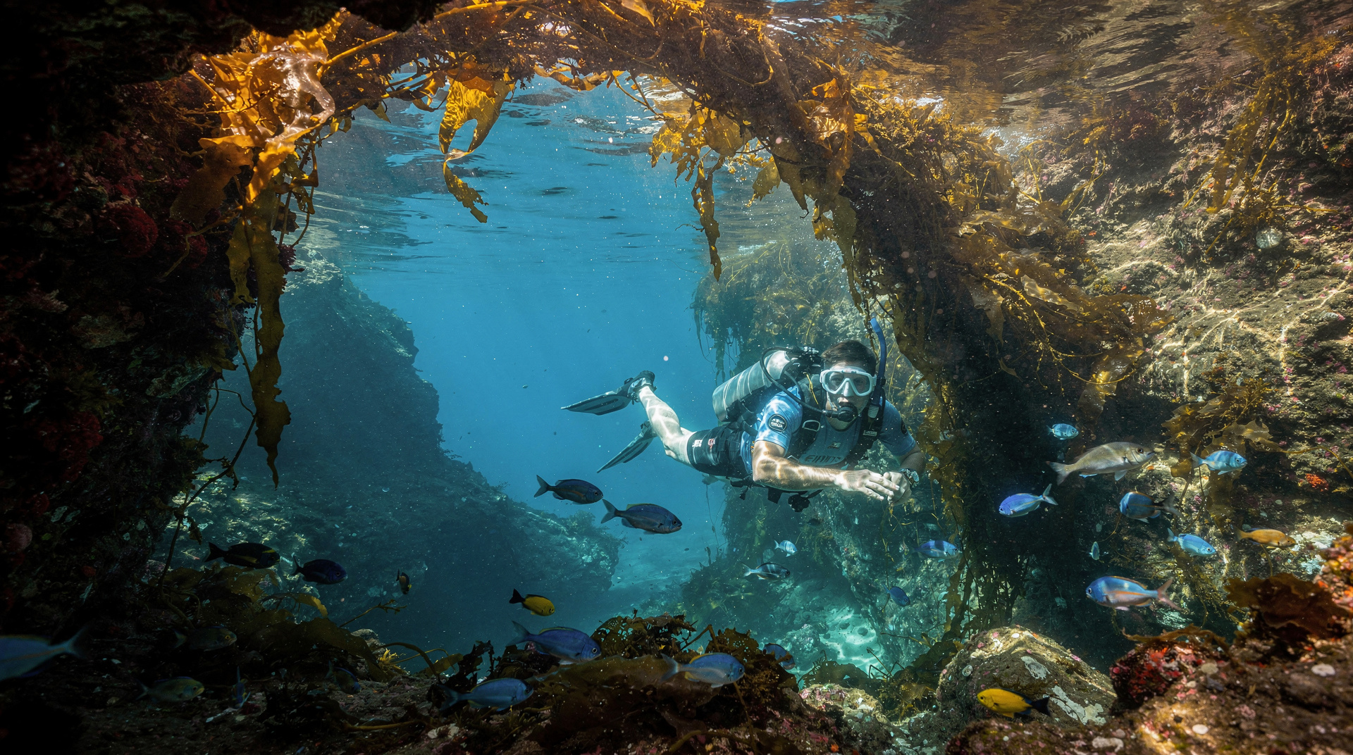 Mergulho com snorkel nas Poor Knights Islands — o melhor local de mergulho da NZ